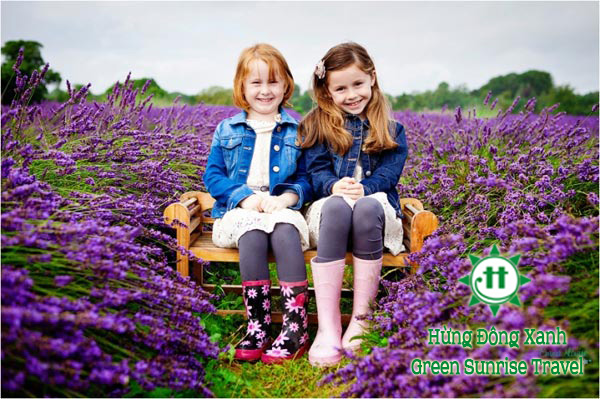 Mùa thu - mùa hoa oải hương về - Du lịch lễ tết 